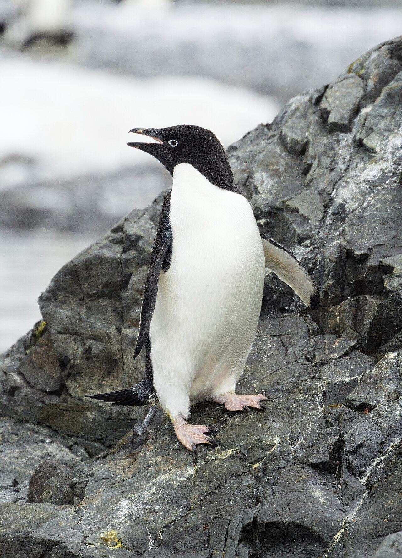 Adélie penguin with a white eye ring