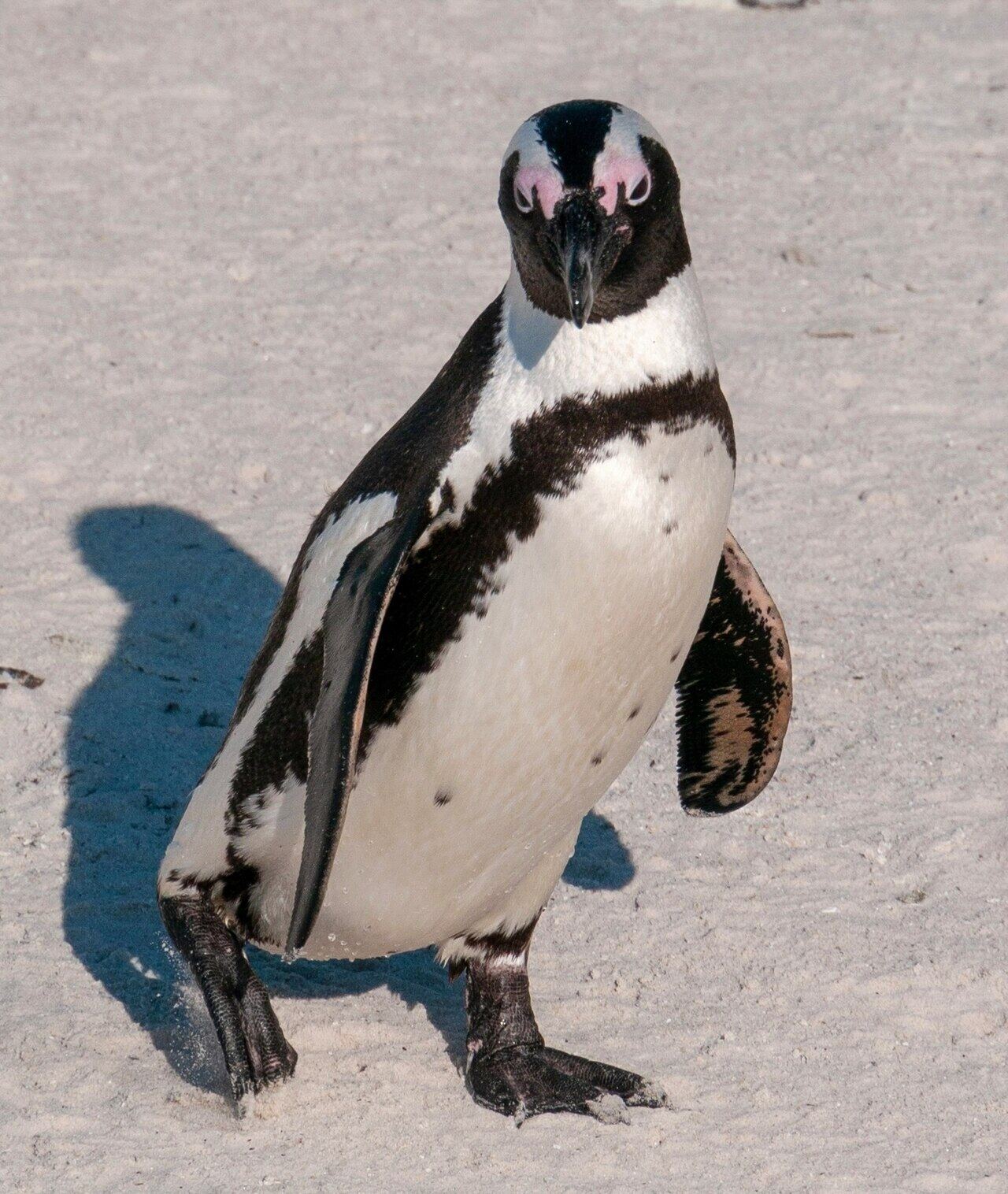 African penguin on a sandy beach