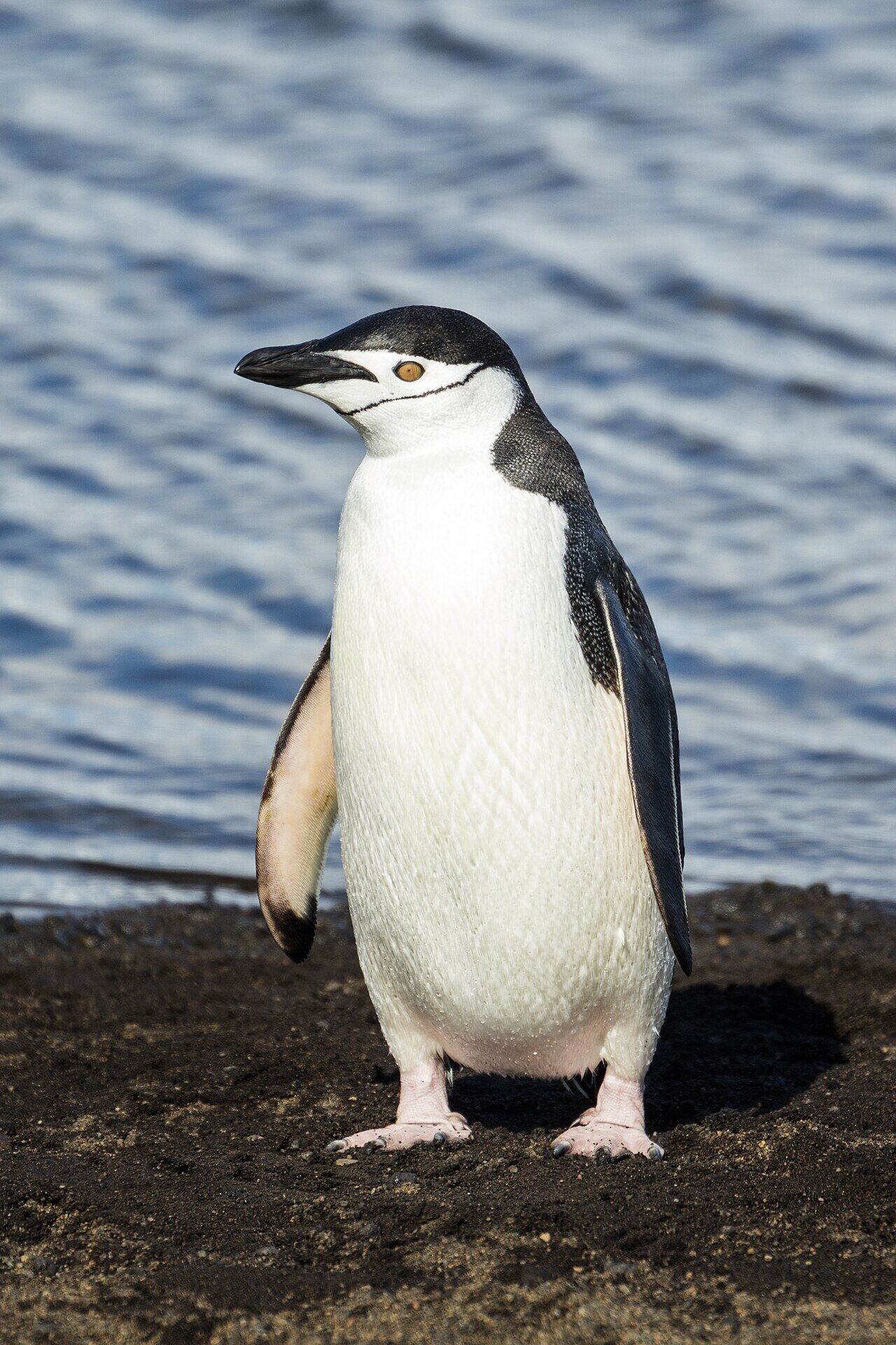 Chinstrap penguin showing the thin black band under its chin
