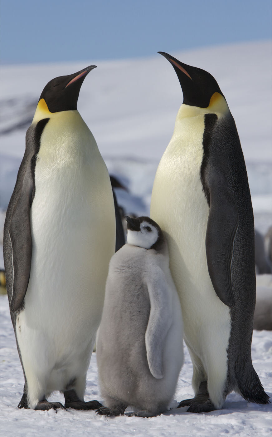 Adult emperor penguins with a fluffy grey chick on snow
