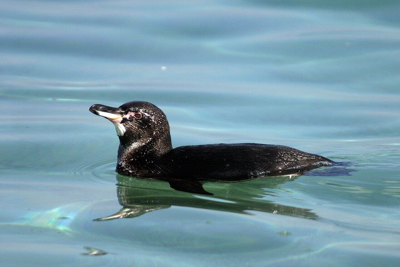 Galápagos penguin standing on dark volcanic rock