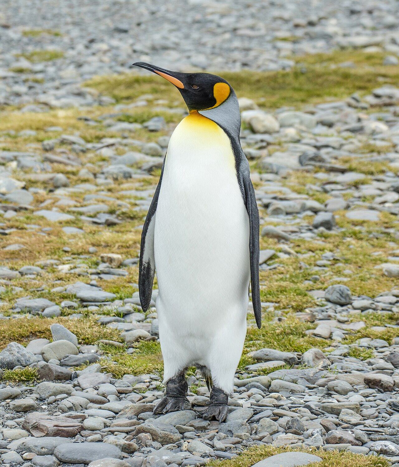King penguin with bright orange ear patches