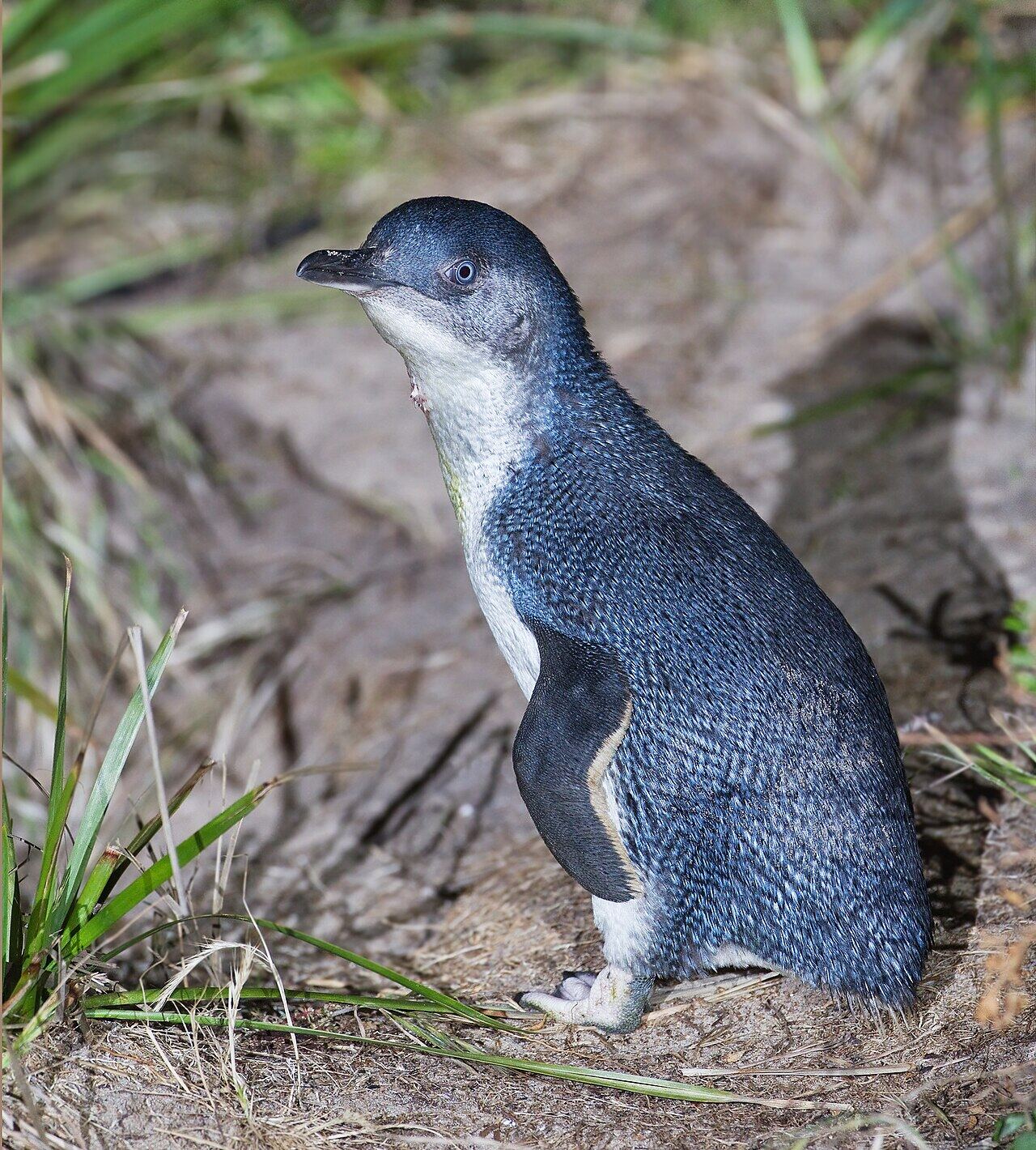 Small blue-grey little penguin